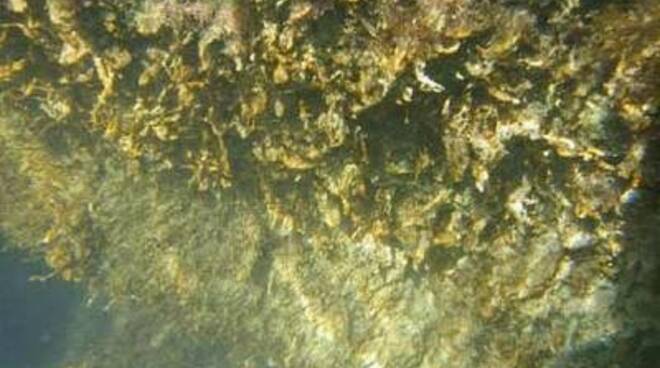 Un'immagine dell'alga tossica.