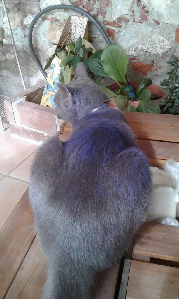 Il gattino Maccaron macchiato di blu