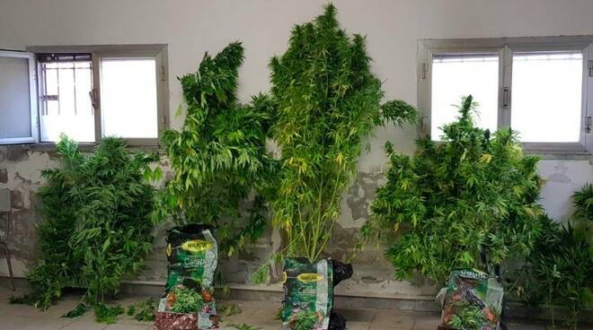Le piante di cannabis sequestrate