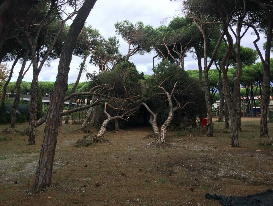 Pini abbattuti dal vento a Marina di Carrara