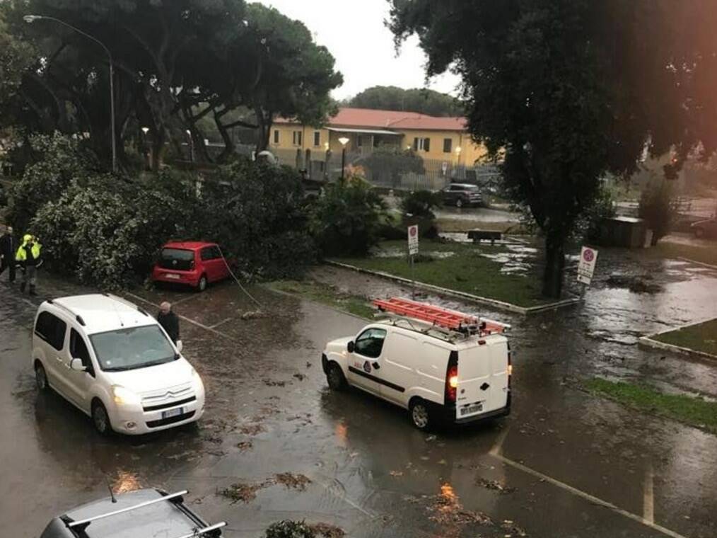 Albero caduto in via Garibaldi (Marina di Carrara)