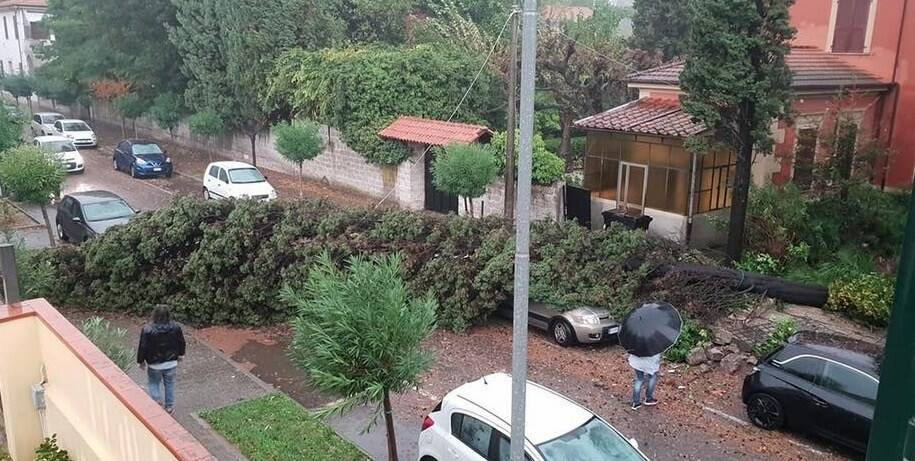 Albero crollato in via Prampolini a Marina di Carrara