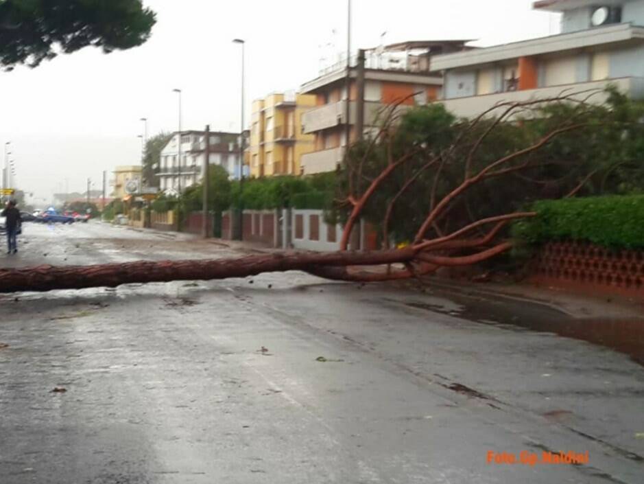 Pino crollato a Marinella di Sarzana, vicinissimo al confine col comune di Carrara