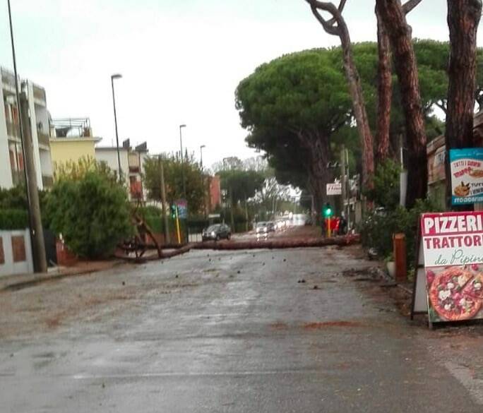 Pino crollato a Marinella di Sarzana, vicinissimo al confine col comune di Carrara