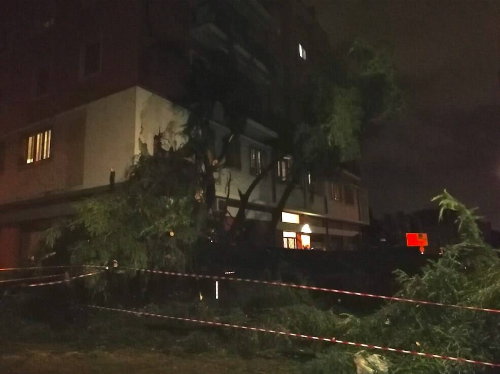 Un albero crollato su un palazzo in via Turati ad Avenza