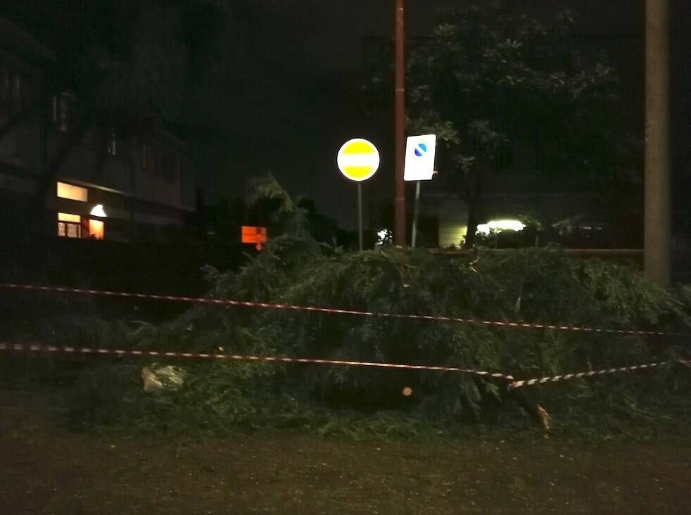 Un albero crollato su un palazzo in via Turati ad Avenza