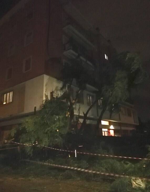Un albero crollato su un palazzo in via Turati ad Avenza