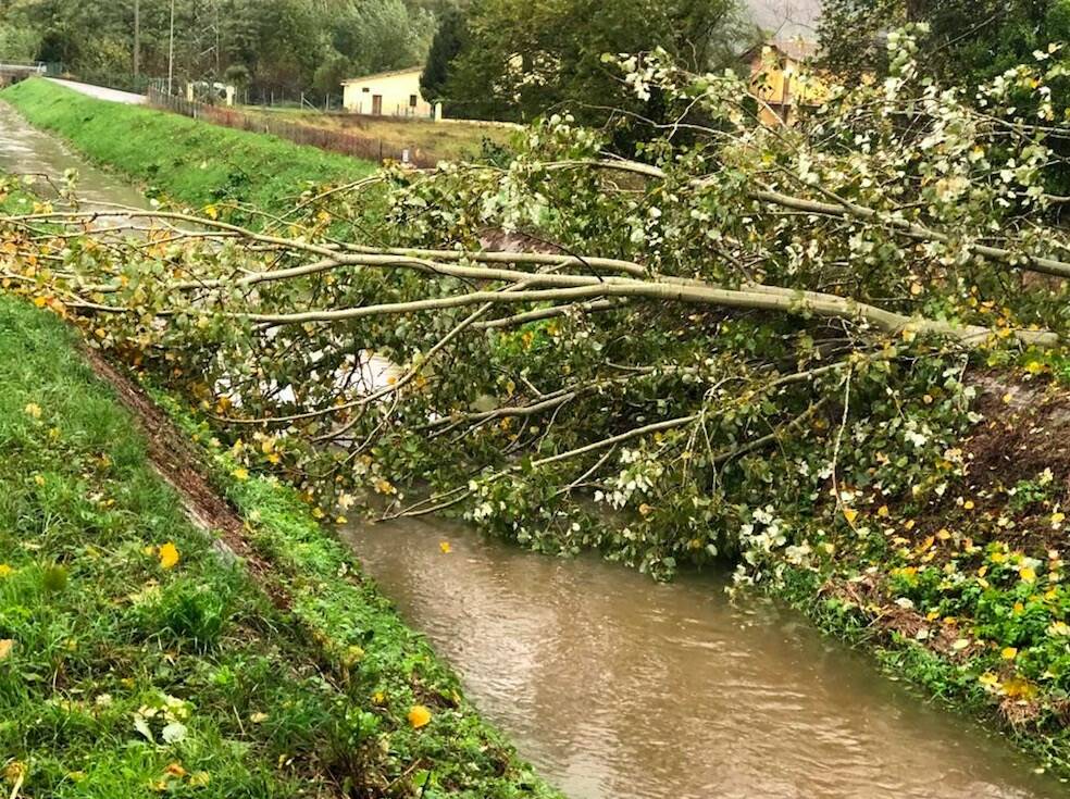 Un albero crollato sul canal Magro (Massa)