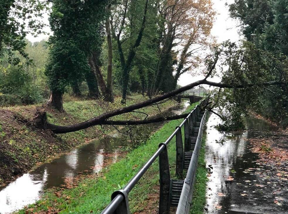 Un albero crollato sul canal Magro (Massa)