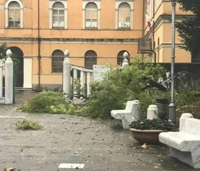 Un grosso ramo crollato in piazza d'Armi (Carrara)