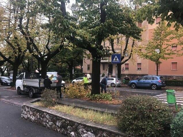 Un grosso ramo crollato in viale Roma a Massa