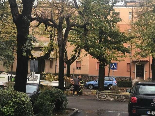 Un grosso ramo crollato in viale Roma a Massa e i vigili del fuoco