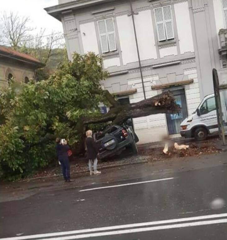 Albero crollato, auto distrutta a Fossola (Carrara)