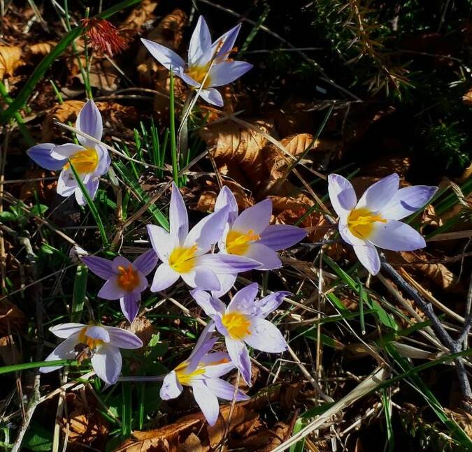 Fiori di zafferano selvatico all'Orto botanico di Pian della Fioba