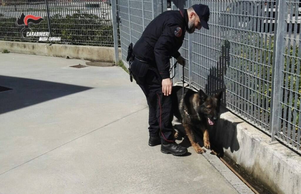 Il cane "Lion" impiegato nelle operazioni del 30 aprile che hanno portato all'arresto di altre 2 persone