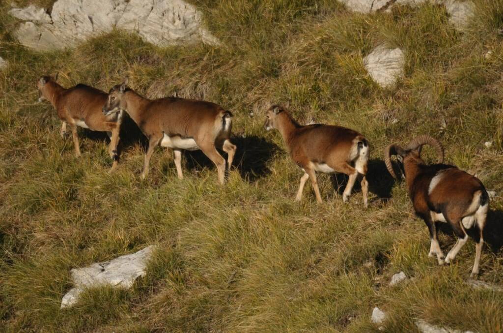 Mufloni sulle Apuane