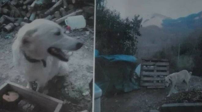 Due immagini di "Mattutino", il cane smarrito