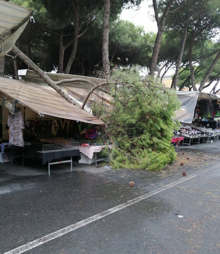 Grosso ramo di pino finisce sulla bancarella del mercato: paura a Marina di Carrara