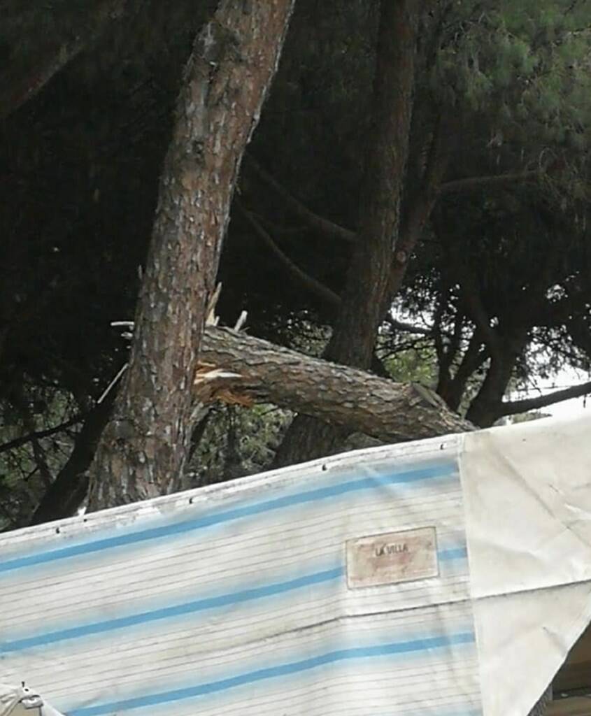 Grosso ramo di pino finisce sulla bancarella del mercato: paura a Marina di Carrara