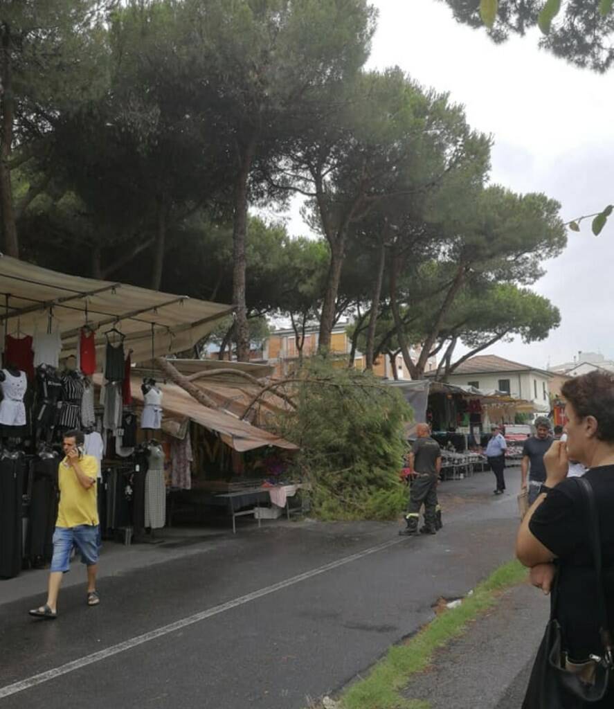 Grosso ramo di pino finisce sulla bancarella del mercato: paura a Marina di Carrara