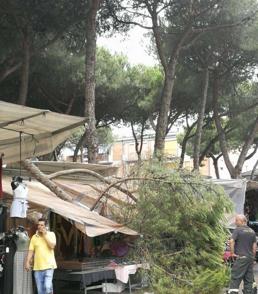 Grosso ramo di pino finisce sulla bancarella del mercato: paura a Marina di Carrara