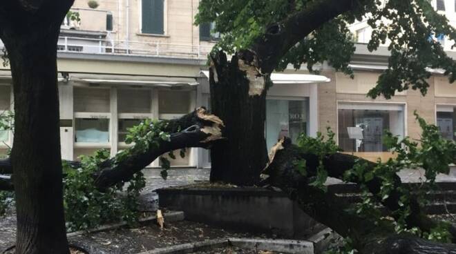 Il tiglio spezzato a metà di fronte al teatro Guglielmi di Massa