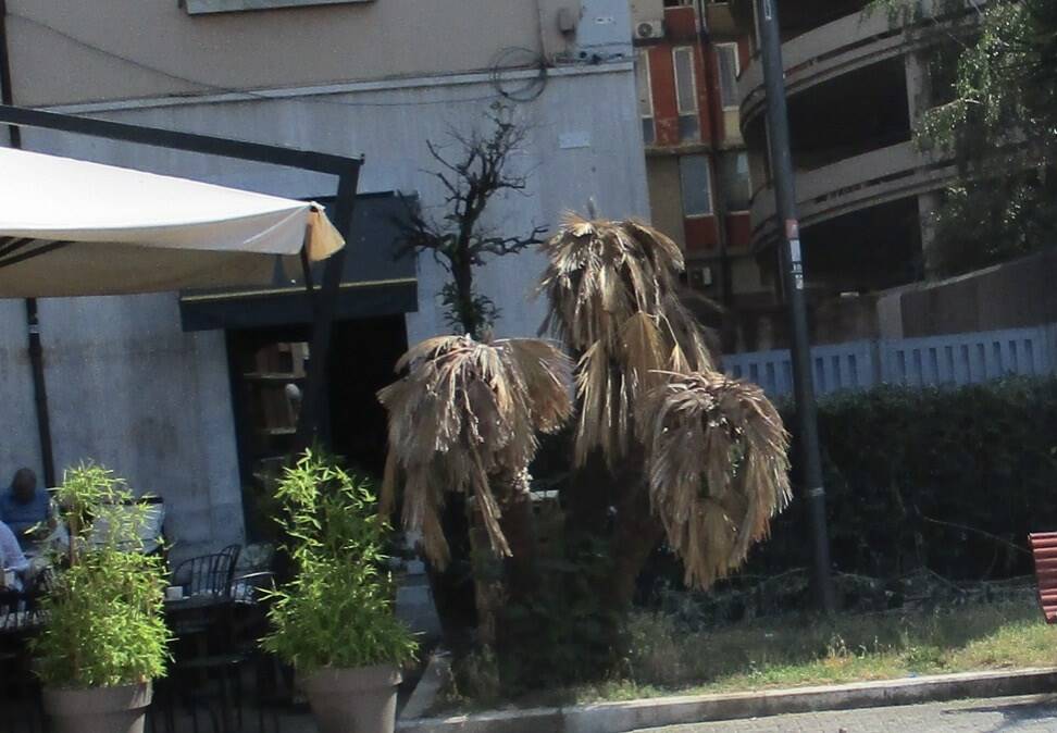Una palma secca in piazza Garibaldi a Massa