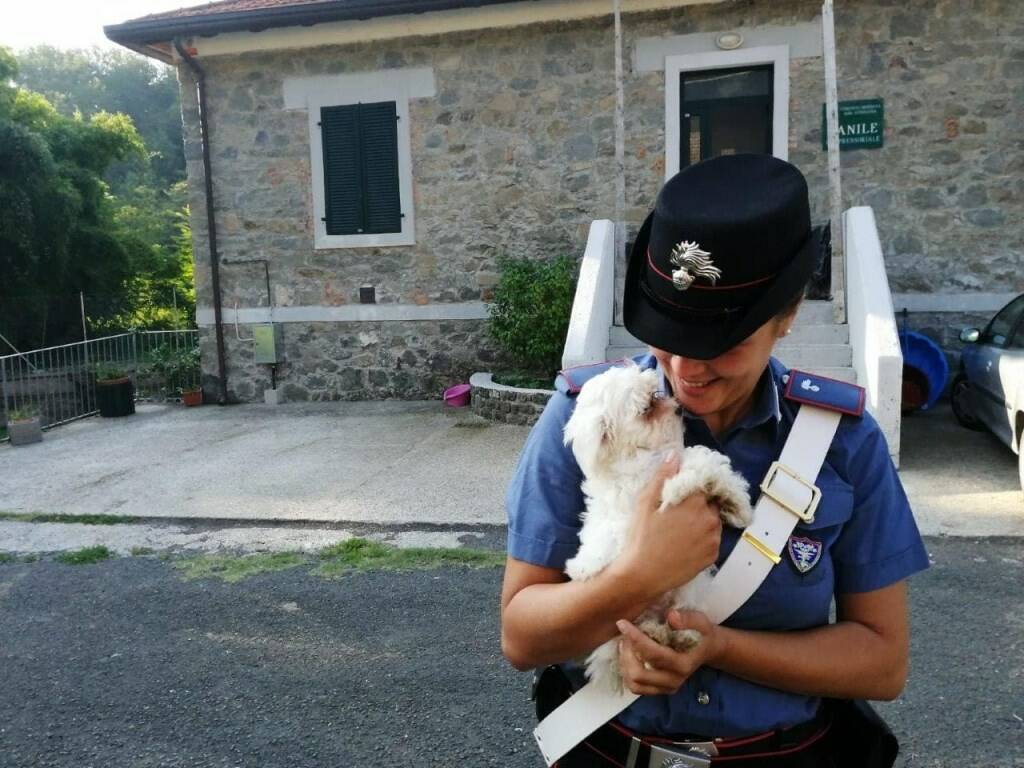 I cuccioli rinvenuti dai Carabinieri forestali