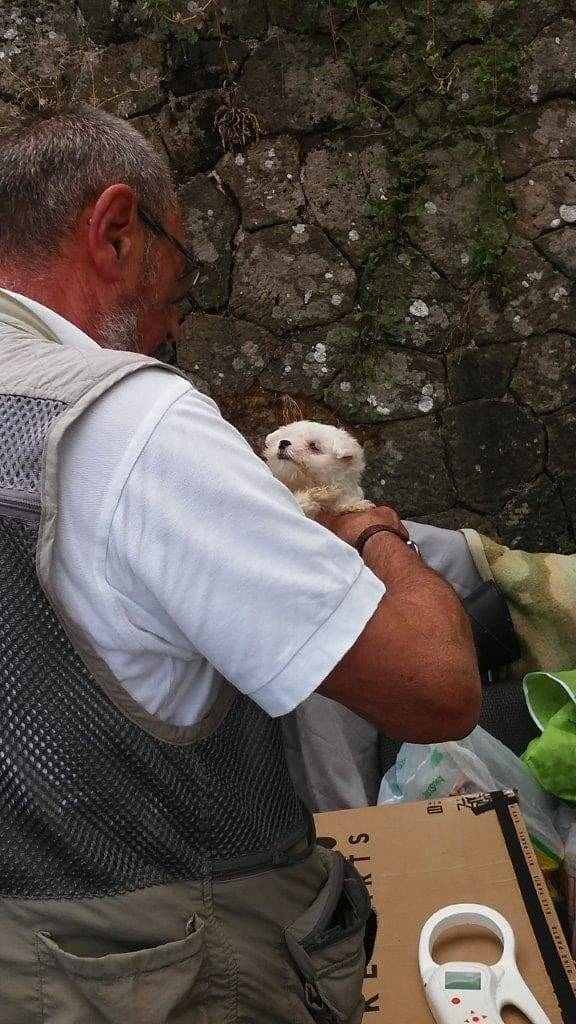 I cuccioli rinvenuti dai Carabinieri forestali