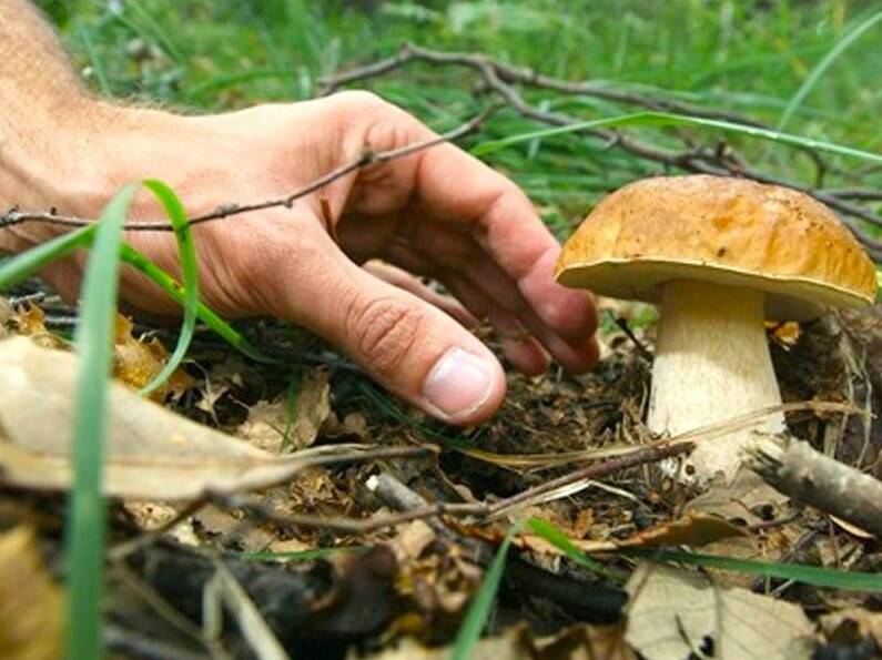 Un cercatore di funghi