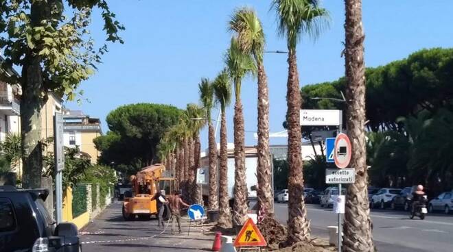 Le palme appena messe a dimora in viale Colombo