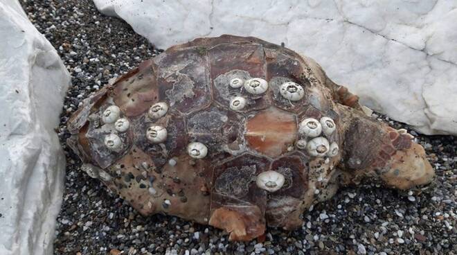 La tartaruga marina trovata morta sul litorale apuano