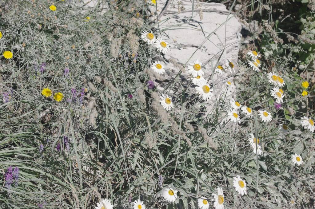 In difesa delle Apuane, flora ricoperta di polvere di marmo