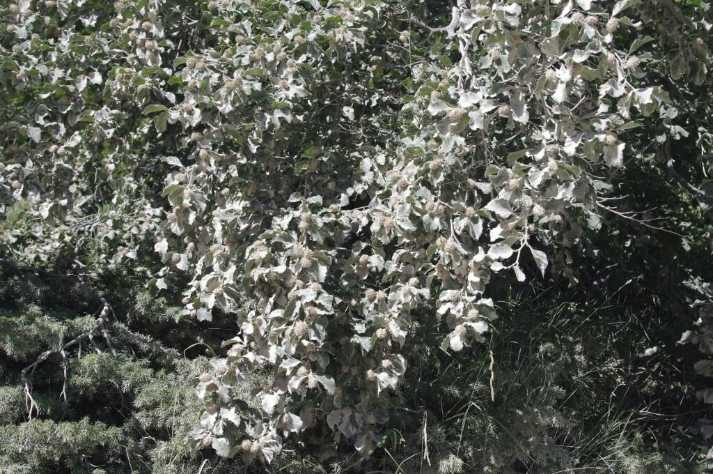 In difesa delle Apuane, flora ricoperta di polvere di marmo