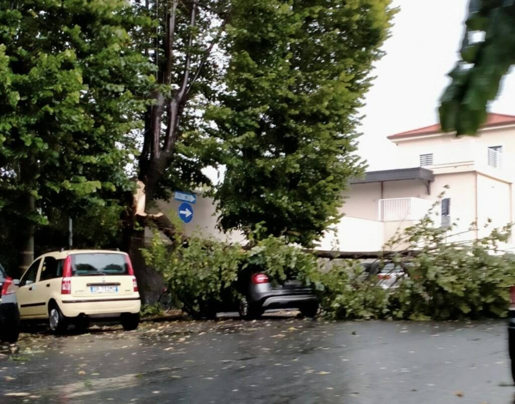 Mezzo albero crollato nel pomeriggio del 24 luglio 2020 su un'auto alla stazione di Avenza