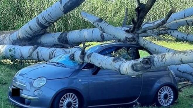 L'albero caduto su un'auto a Marinella