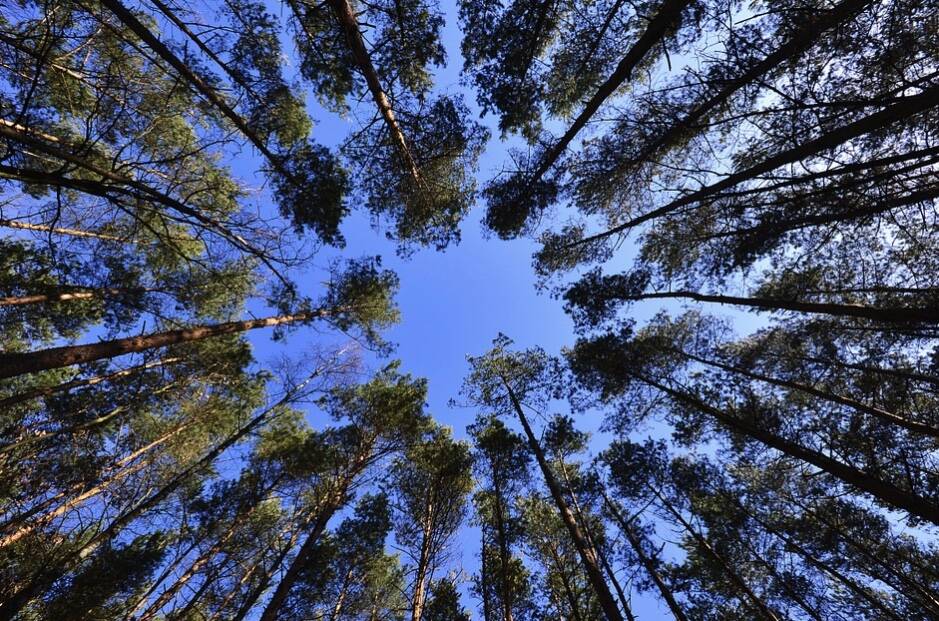 Alberi, albero, verde, rami, foglie