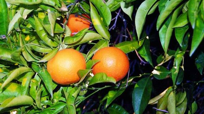 Arancio massese
