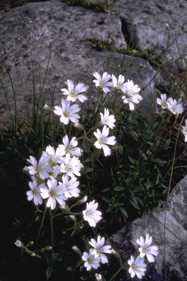 fiori apuane fiore cerastium apuanum moltkia suffruticosa