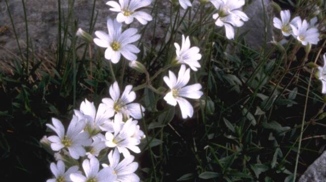 fiori apuane fiore cerastium apuanum moltkia suffruticosa