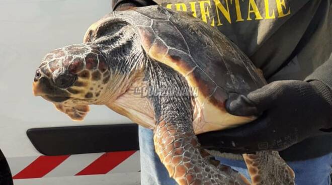 tartaruga marina caretta caretta