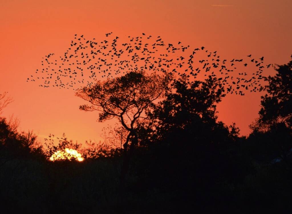 stormo uccelli storni tramonto