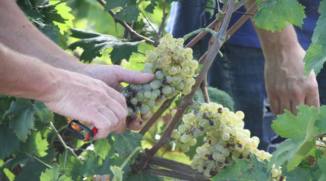 vino candia uva vite viticoltore