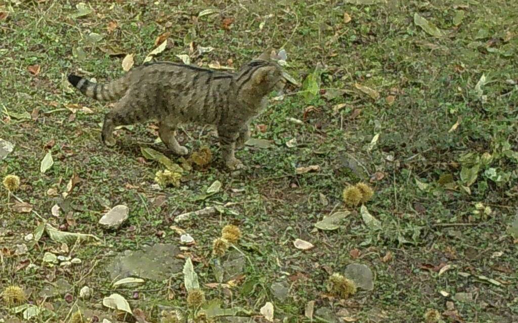 gatto selvatico