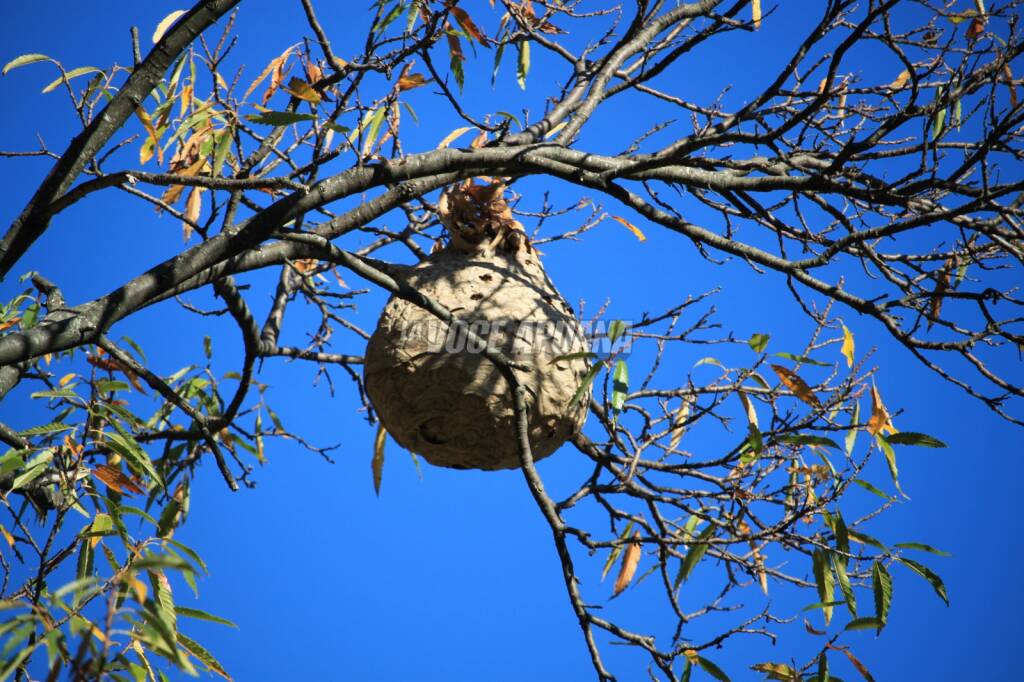 nido vespa velutina