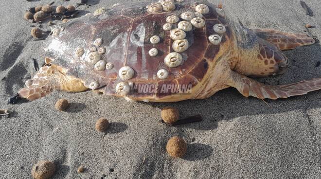 tartarughe marine morte 2022