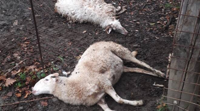 pecore sbranate lupi 2023